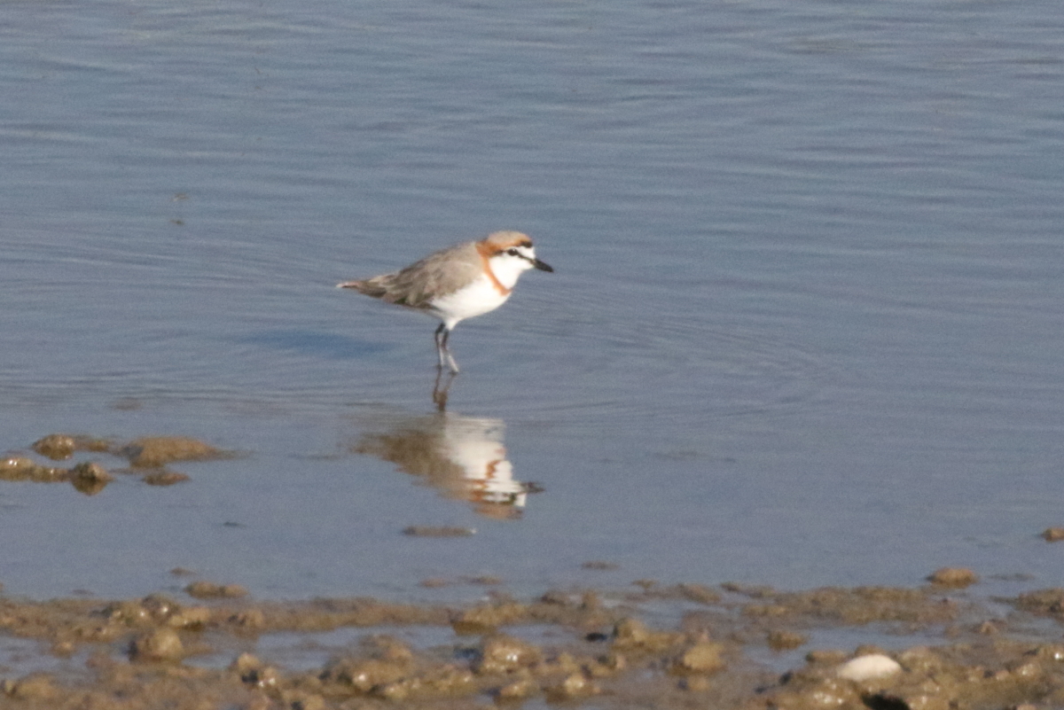 Chestnut-banded Plover (Anarhynchus pallidus)