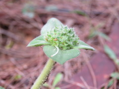 Richardia humistrata