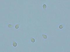 Cylindrobasidium laeve