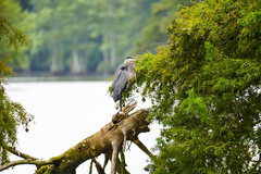 Ardea herodias herodias
