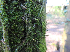 Cryphaea heteromalla