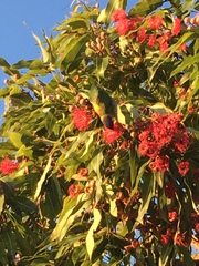 Corymbia ptychocarpa