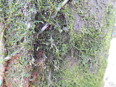 Cryphaea heteromalla