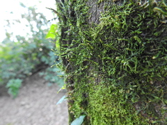 Cryphaea heteromalla