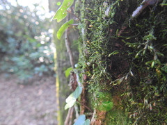 Cryphaea heteromalla