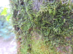 Cryphaea heteromalla