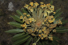 Espeletia guacharaca