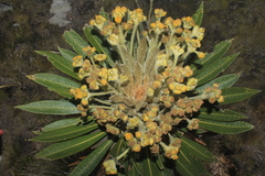 Espeletia guacharaca