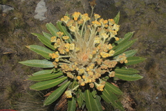 Espeletia guacharaca