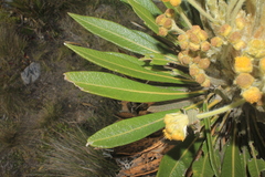 Espeletia guacharaca
