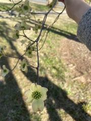 Cornus florida