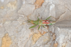 Nabis viridulus