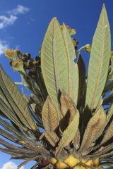 Espeletia guacharaca