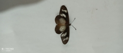 Acraea lycoa