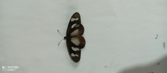 Acraea lycoa