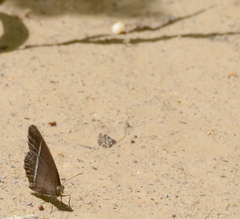 Mycalesis horsfieldi