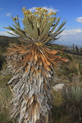 Espeletia guacharaca