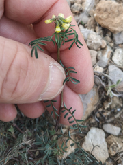 Hippocrepis ciliata