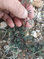 Hippocrepis ciliata