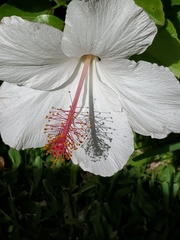 Hibiscus arnottianus
