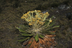 Espeletia guacharaca