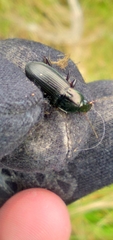 Poecilus lucublandus
