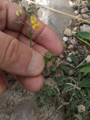 Medicago truncatula