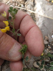 Medicago truncatula