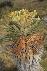 Espeletia guacharaca