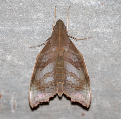 Aleuron chloroptera