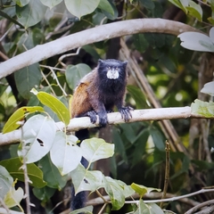 Saguinus fuscicollis