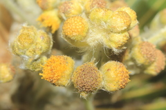 Espeletia guacharaca