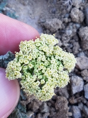 Lomatium austiniae