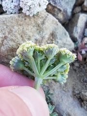 Lomatium austiniae