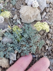 Lomatium austiniae