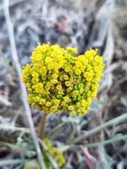 Lomatium austiniae