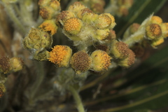 Espeletia guacharaca