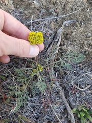 Lomatium austiniae