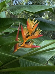 Heliconia psittacorum × spathocircinata