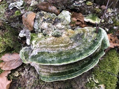 Trametes betulina