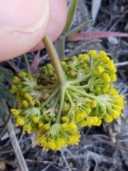 Lomatium austiniae