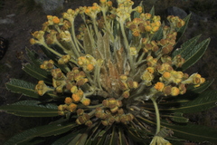 Espeletia guacharaca