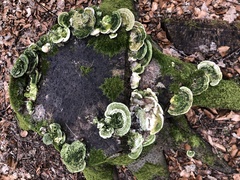 Trametes betulina