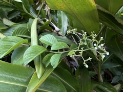 Heliotropium verdcourtii