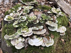 Trametes betulina