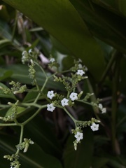 Heliotropium verdcourtii