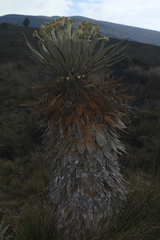 Espeletia guacharaca