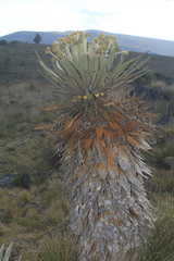 Espeletia guacharaca