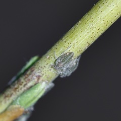 Aphis farinosa