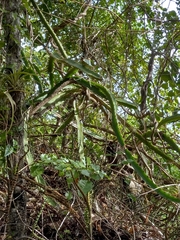 Selenicereus triangularis